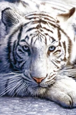 White Tiger (Постер)