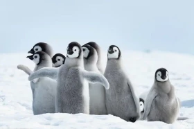 Penguins - Family (Постер)