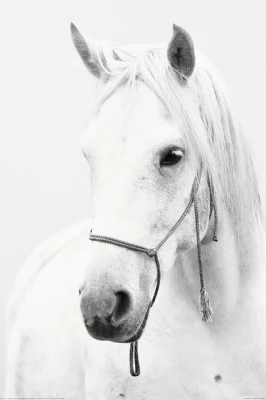 Horse - White Horse (Постер)