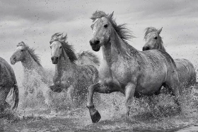 Camargue Horses (Постер)