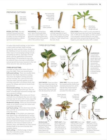 RHS Propagating Plants - фото 3