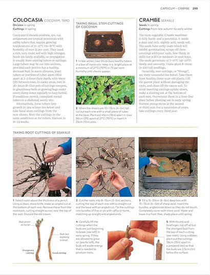 RHS Propagating Plants - фото 11