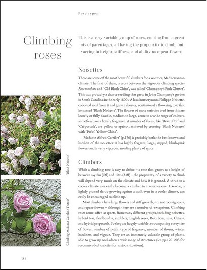 RHS Roses - фото 4