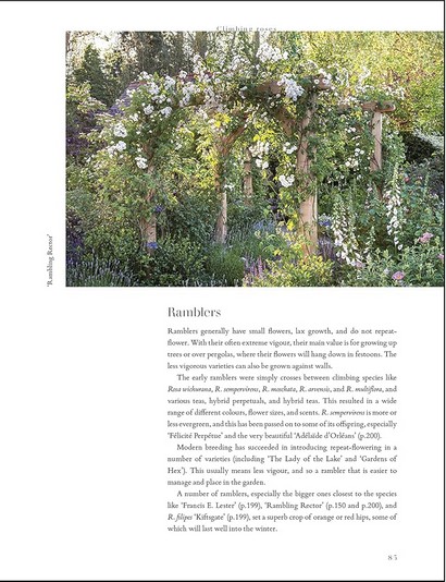 RHS Roses - фото 5