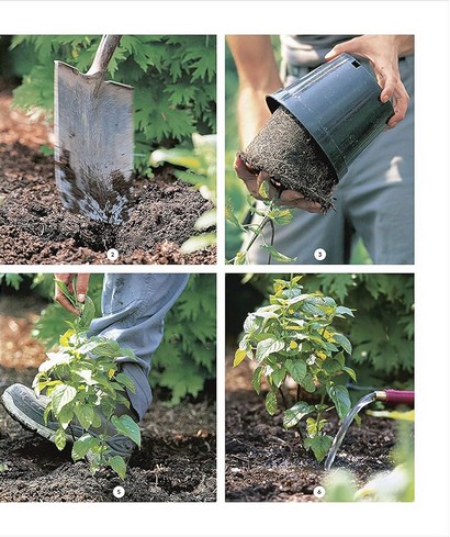 RHS How to Garden - фото 9