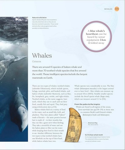 The Ocean Book - фото 11