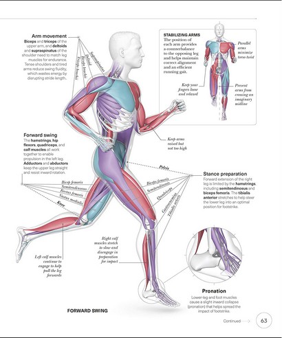 The Science of Running - фото 5