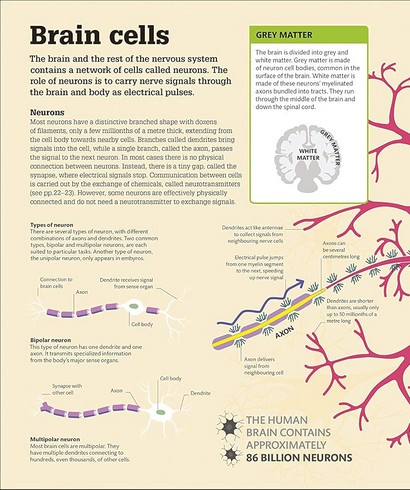 How the Brain Works. The Facts Visually Explained - фото 2