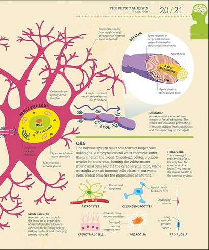 How the Brain Works. The Facts Visually Explained - фото 3