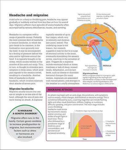 How the Brain Works. The Facts Visually Explained - фото 12