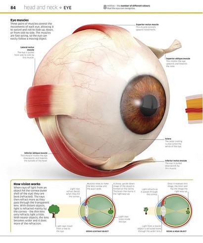 Knowledge Encyclopedia. Human Body! - фото 2