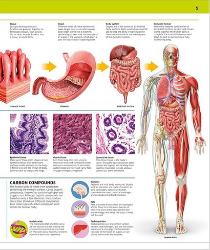 Knowledge Encyclopedia. Human Body! - фото 11