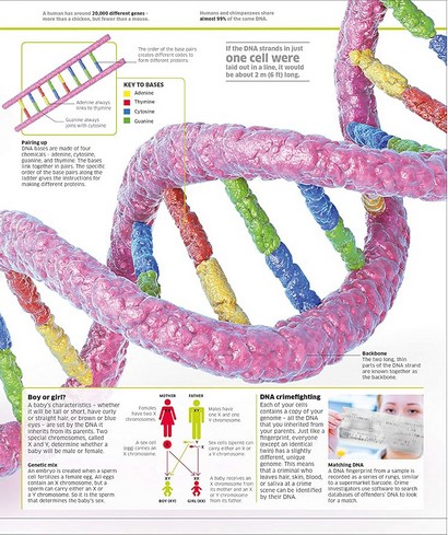 Knowledge Encyclopedia. Human Body! - фото 13