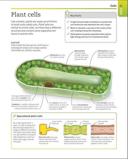 Super Simple Biology - фото 3