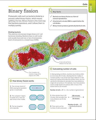 Super Simple Biology - фото 9
