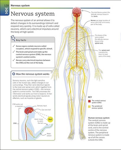 Super Simple Biology - фото 10