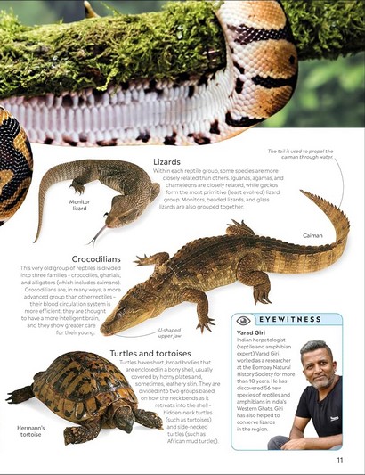 Eyewitness. Reptile - фото 3