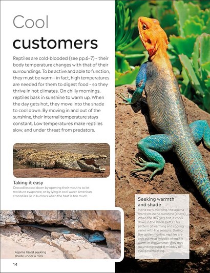 Eyewitness. Reptile - фото 8