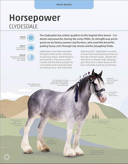 Horses and Ponies - фото 12